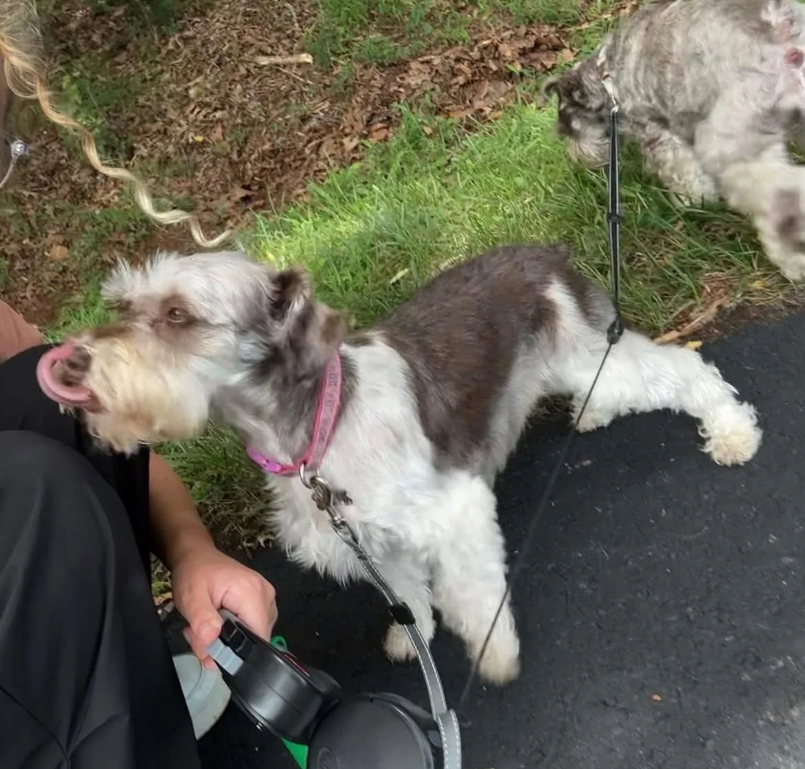 Brown and white schnauzer mid-walk on the grass