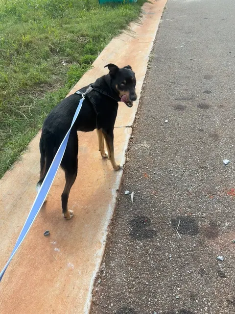 Black and tan shepherd mix glancing back on the sidewalk