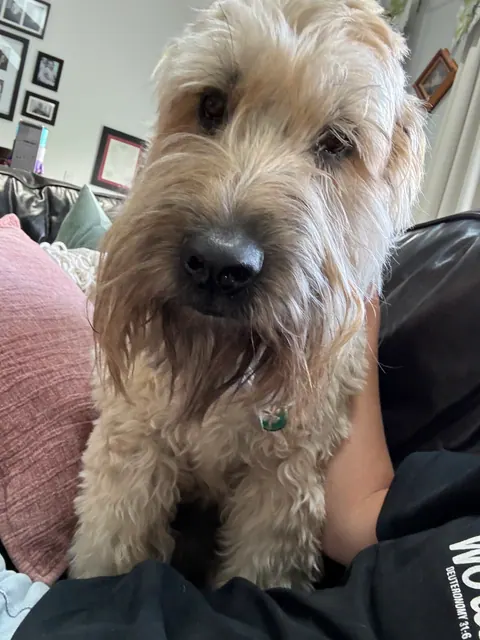 Wheaten terrier sitting on a lap
