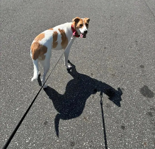 Tan and white hound with a long shadow on the pavement