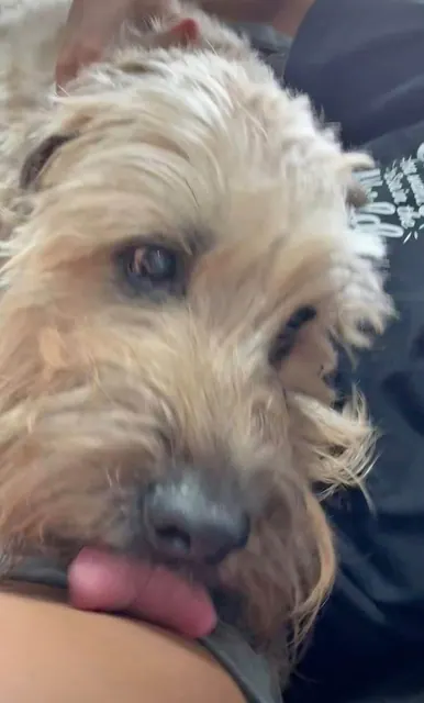 Wheaten terrier close up with its tongue out