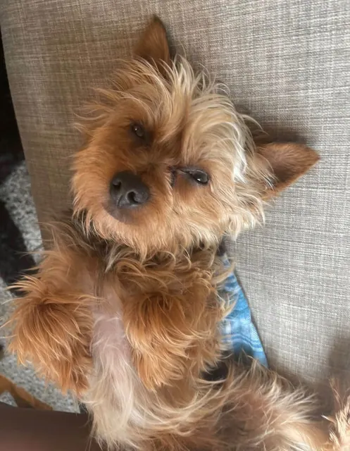 Yorkie lying on the couch looking up