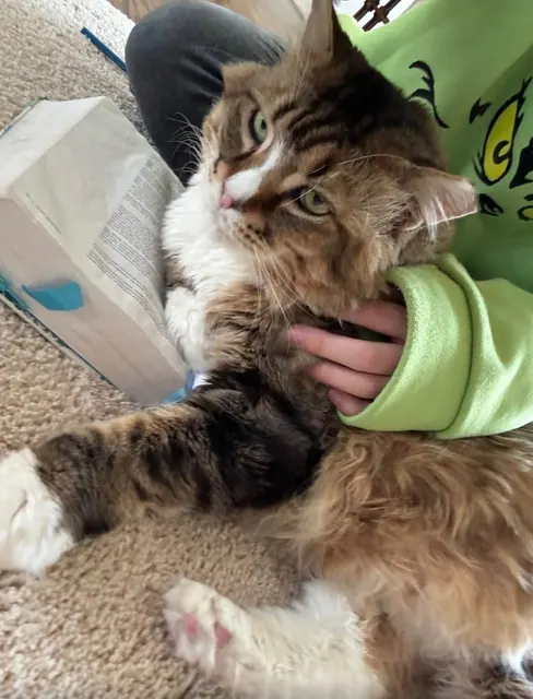 Tabby cat being scratched under the chin