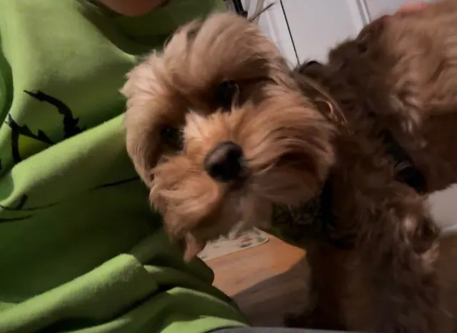 Cavapoo puppy looking at the camera indoors