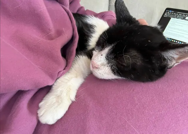 Tuxedo cat asleep on a lap