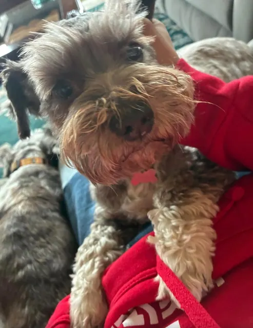 Schnauzer in a red hoodie looking at the camera