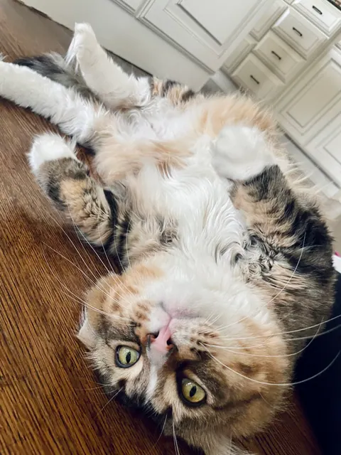 Fluffy cat rolling on its back on the floor